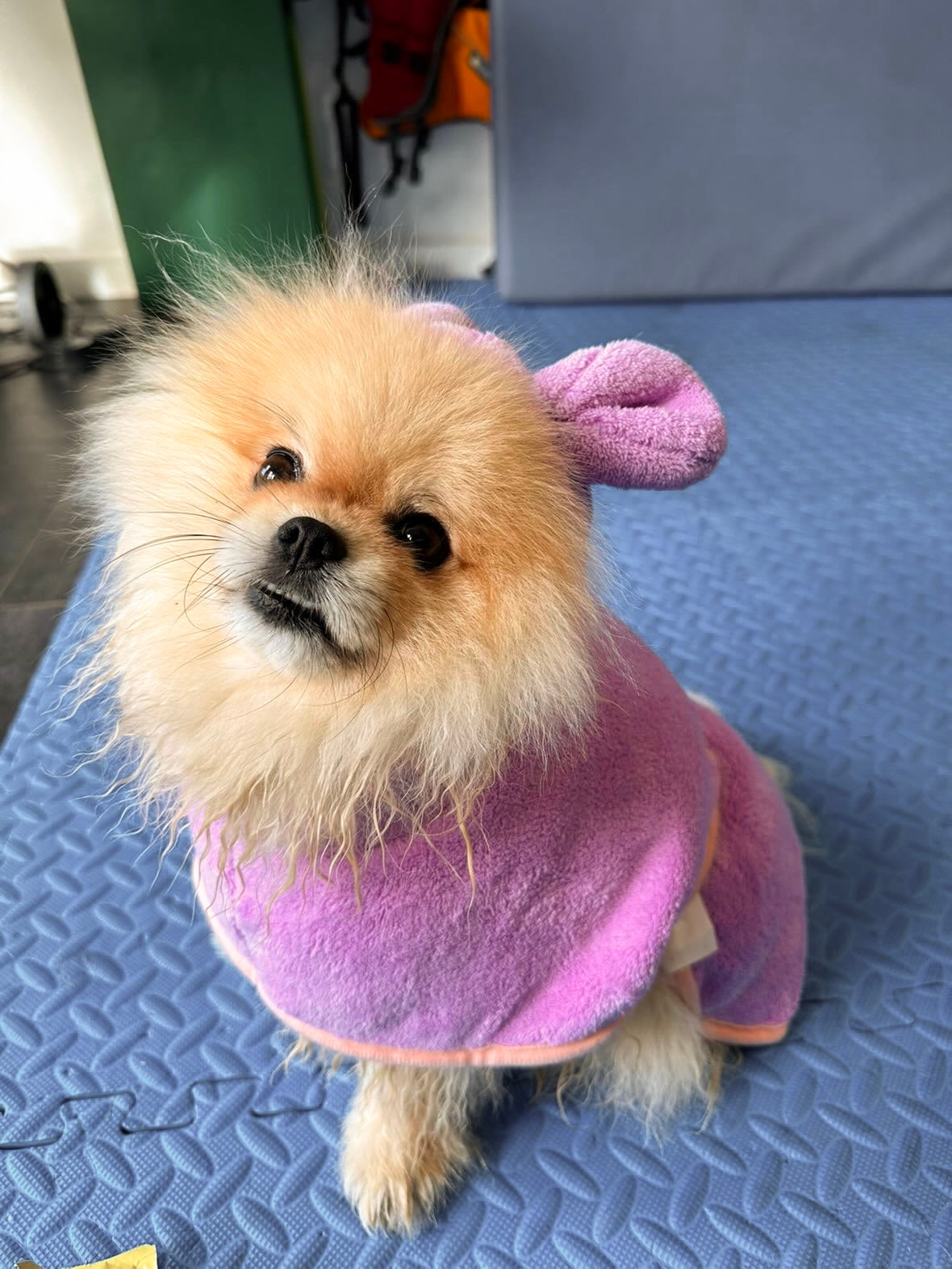 Dog Bathrobe