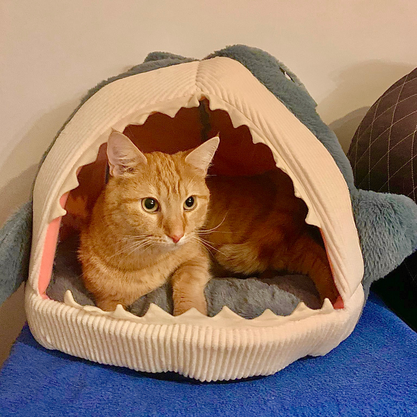 Shark - Pet Bed