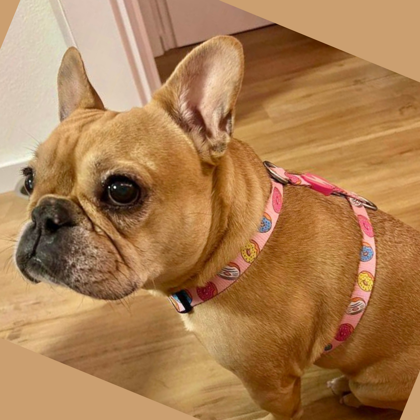 Donut Print - Harness
