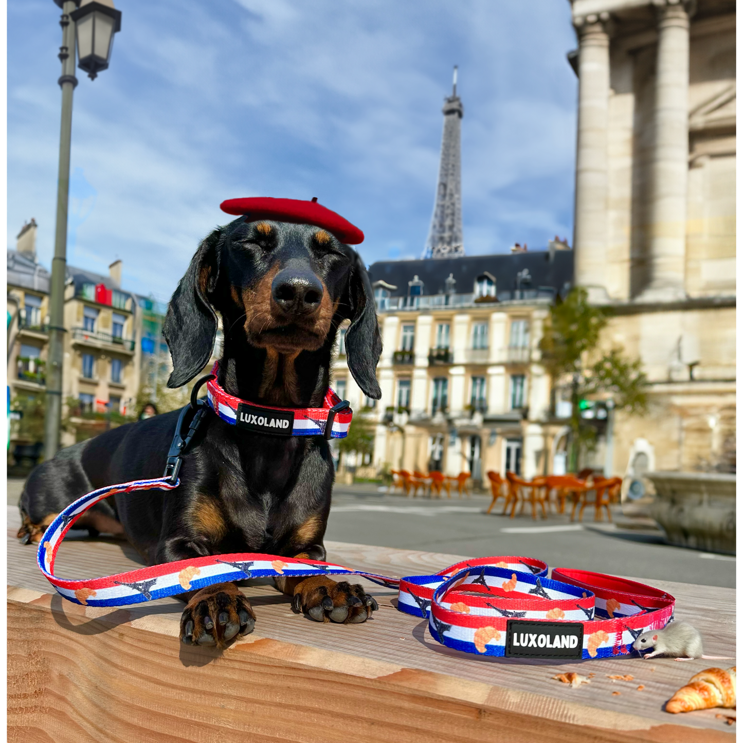 “Vive la France!” - Collar