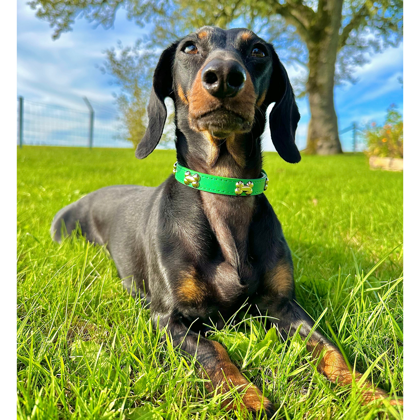 “BoneLuxe" Leather Collar