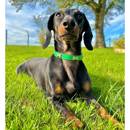 “BoneLuxe" Leather Collar