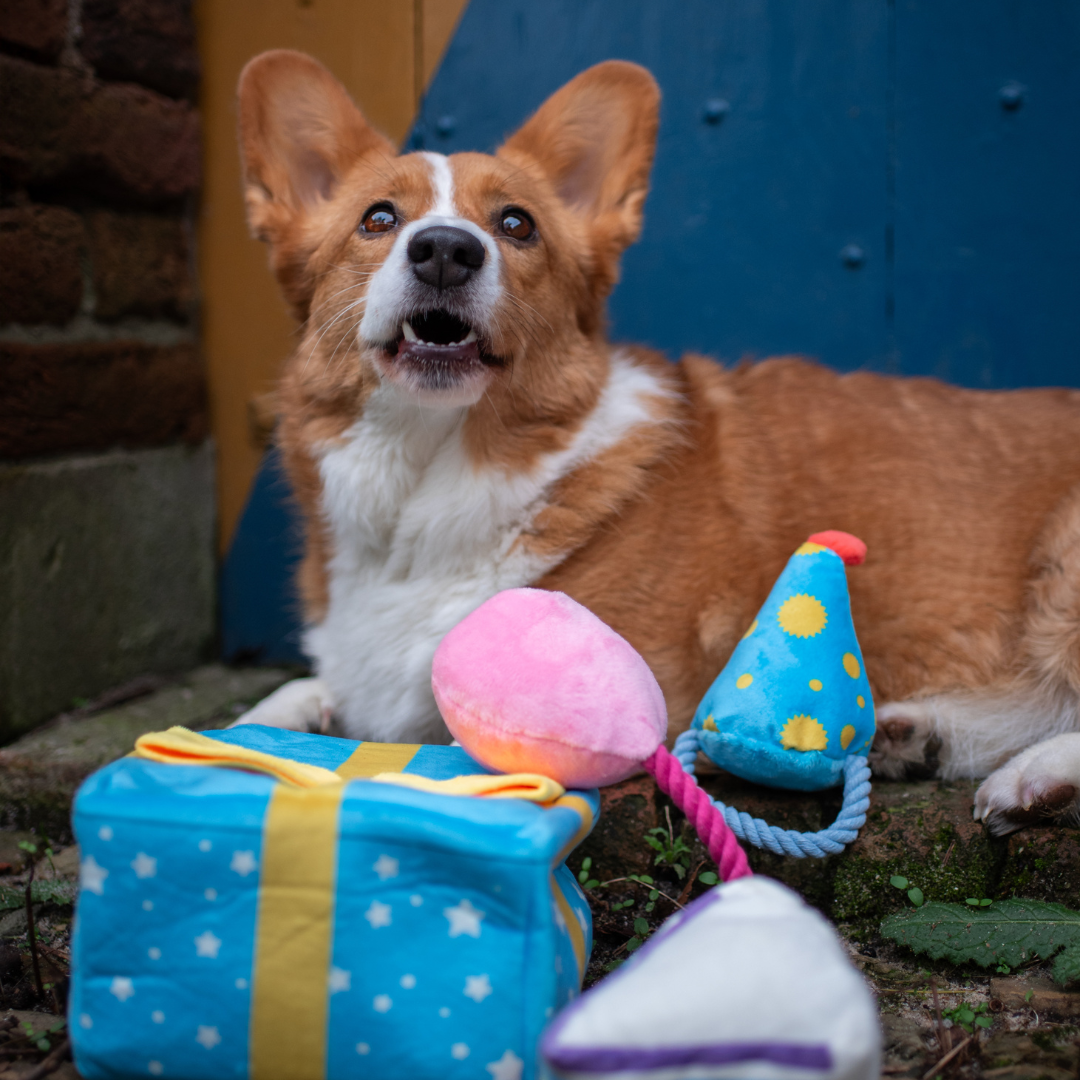 Festive Party Set - Plush Squeaky Toy
